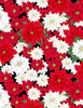 Cardinal Charm: Packed Poinsettias Black