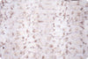 Luxe Cuddle Milan Lynx: Natural Taupe