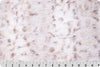 Luxe Cuddle Milan Lynx: Natural Taupe