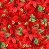 Poinsettia Radiance: Packed Poinsettia Red