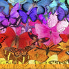 One Kind-Rainbow Butterfles